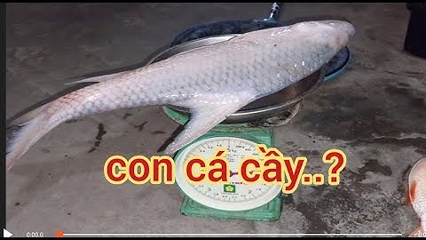 Một chuyến câu cá dính nhìu nhưng chẳng vui..cá cóc cá chim,..(tạp 26)