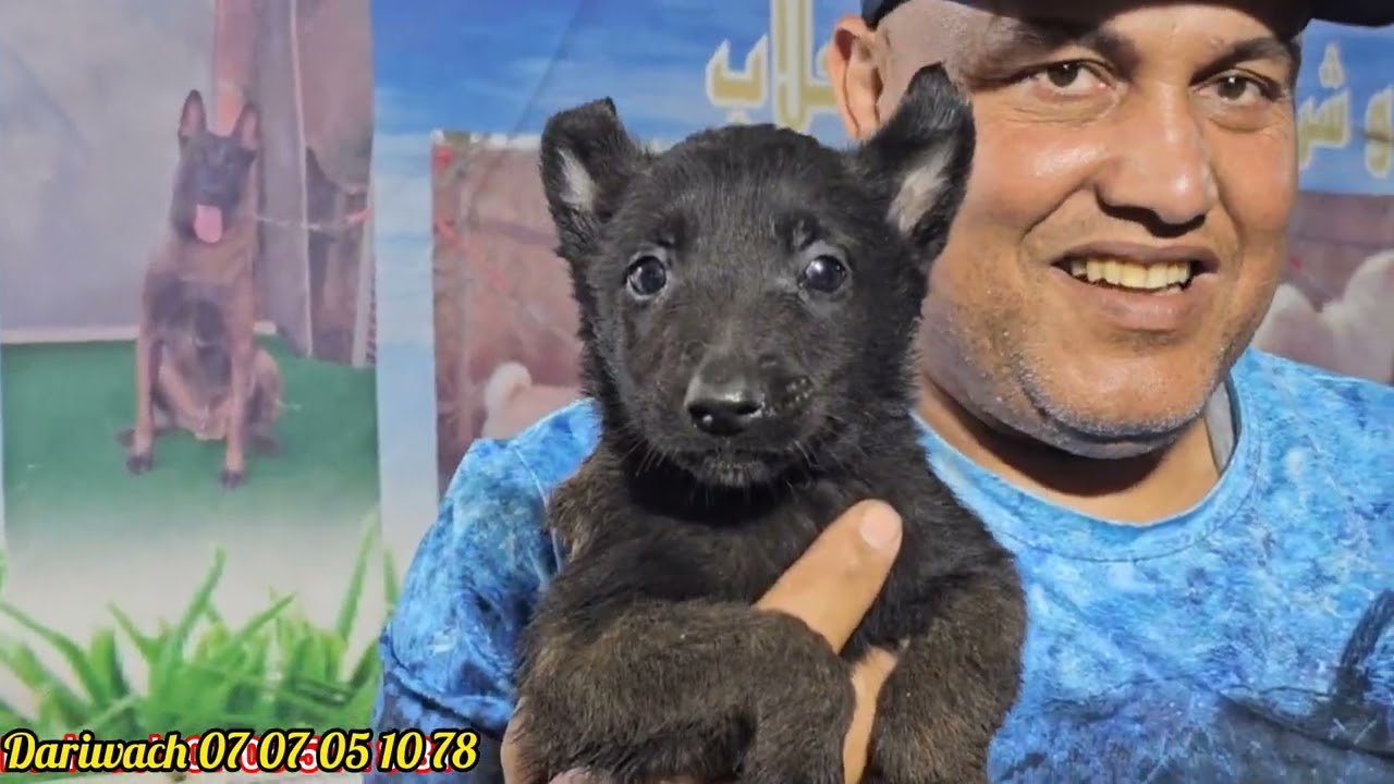 اخطر كلاب الحراسة ممكن نشوفها الي عند استاذ وبطل عمر درويش واحسن كوبل  كايزار وجمرة في المغرب تحدي 😱