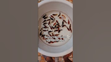 Ranchu Calico size 1n. 30🌾 1 bé, 10 tặng 1