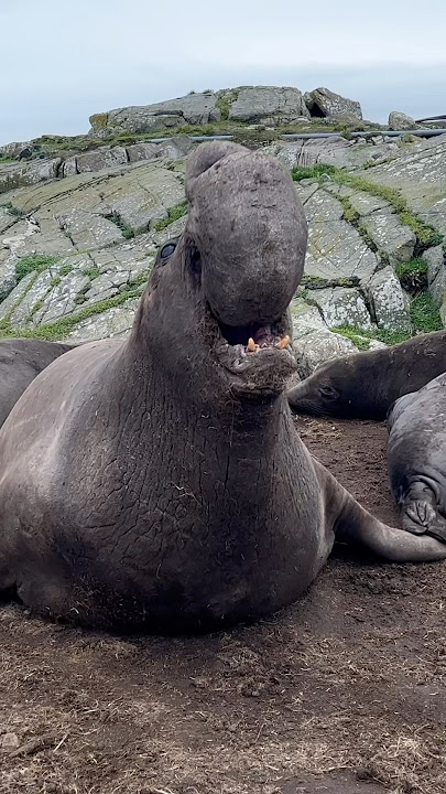 Elephant Seal Beachmaster defends his harem #elephantseal