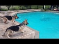 German Shepherd Dives Into Swimming Pool