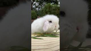 🐰 Looking For A Cute Pet Meet The Adorable Lop Eared Rabbit! 🥕