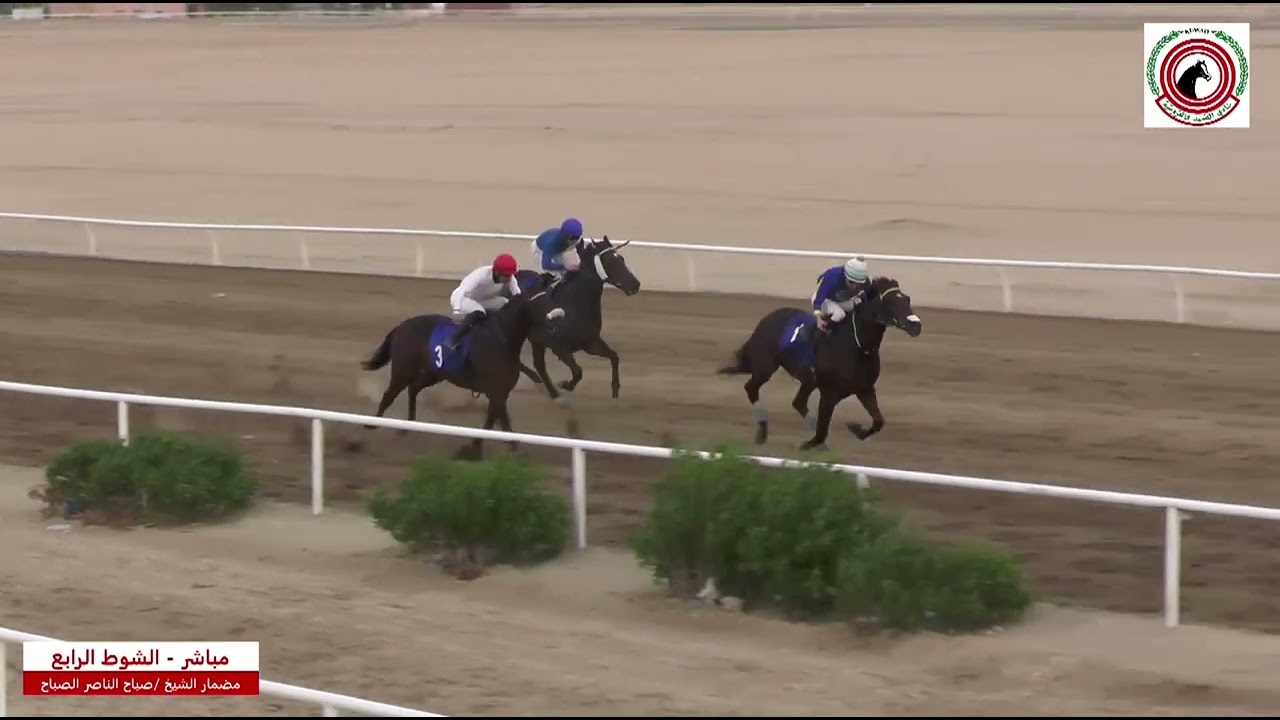 الجواد قطام .أسطبل الزامل وابو جحوم