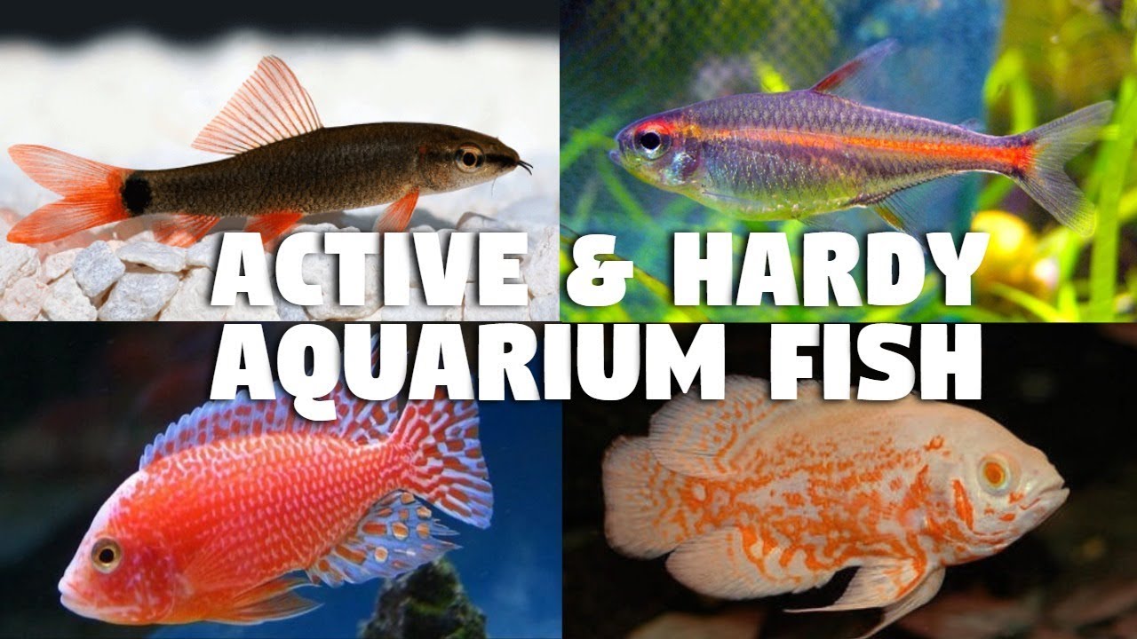 Most Active And Hardy Aquarium Fish - Youtube