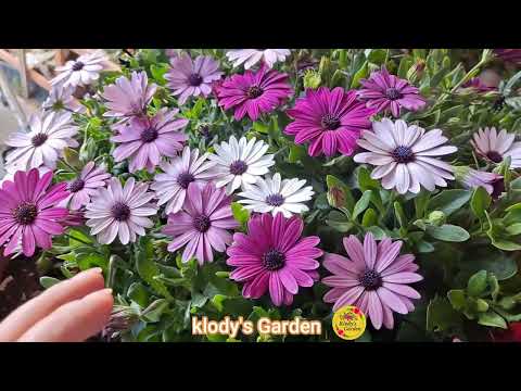 Video: Seaside Daisy Care - Consejos para plantar margaritas en jardines