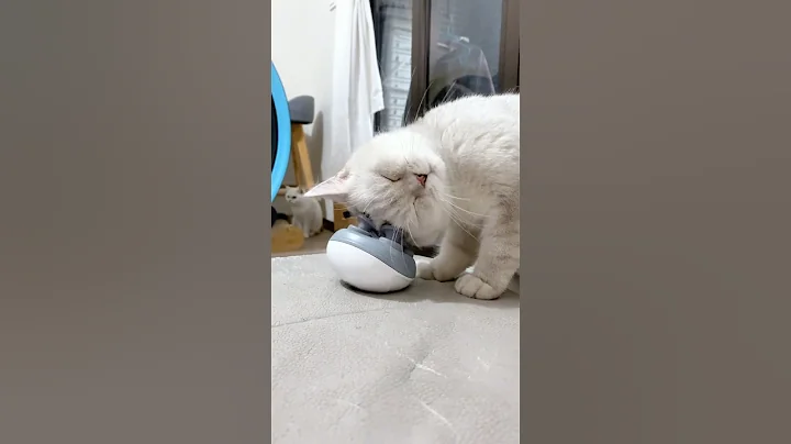 What do you do for a living sir?#catshorts #funnycats