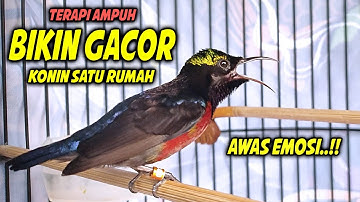 PANCINGAN KOLIBRI NINJA GACOR FULL ISIAN ROLL TEMBAK INI, DIJAMIN COCOK BUAT TERAPI KONIN BAHAN