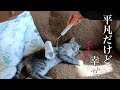 はなちゃんとばーばの、平凡だけど幸せな日常