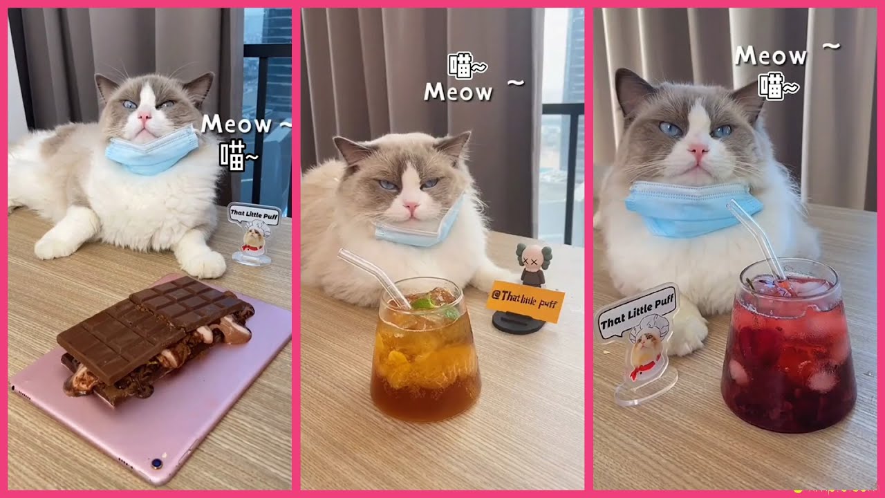 cat-cooking-show-cat-can-cook-daily-cooking-9-shorts-ytshorts