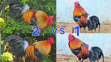 qaib ej qua zoo zoo nraug heev noob qaib dib tuaj zoo heev li nawb  f3 f2