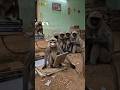 बंदर का ट्यूशन'  मजेदार है🐒🤣 #funny #comedy #video #monkey #tuition #youtubeshorts #viral #funny