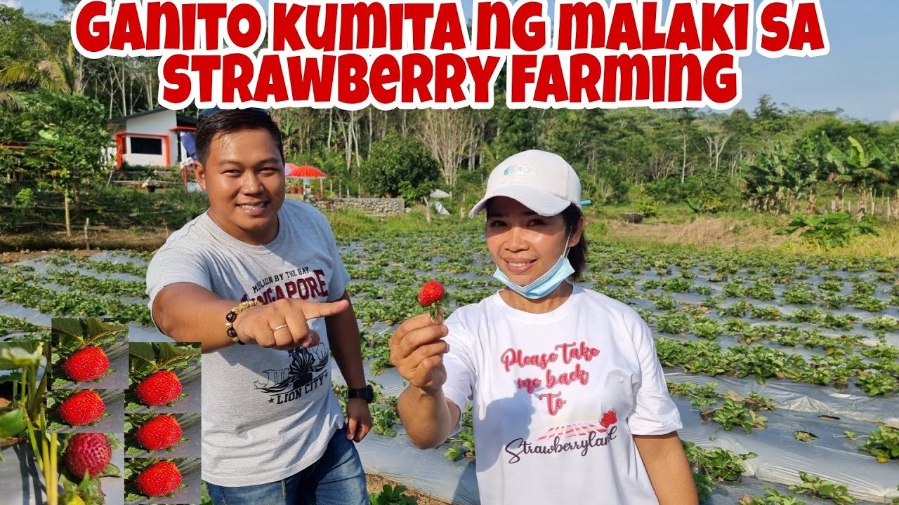 Paano Magtanim at Magpabunga ng Marami sa Strawberry