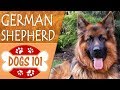 Dogs 101 - GERMAN SHEPHERD - Top Dog Facts About the GERMAN SHEPHERD