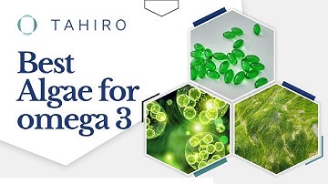 Tahiro Unveils: The Superior Algae for Omega-3, Backed by Experts