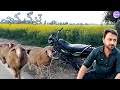 Trag kacha  aalam khan wala  village life vlogs