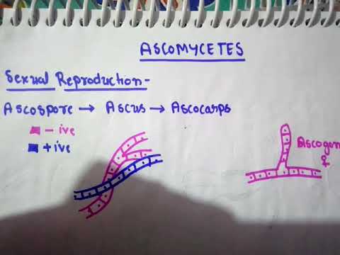 Sexual reproduction in ASCOMYCETES
