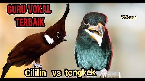 GURU VOKAL TERBAIK  cililin vs tengkek buto ( berjedah)