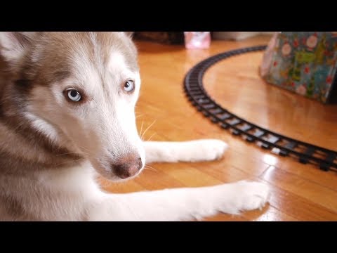 Talking Husky gets a Bitcoin for Christmas