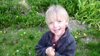 dandelions in permaculture