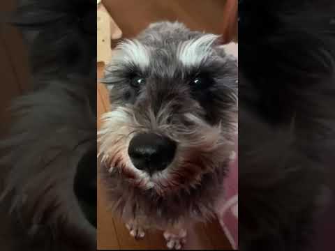保護犬モーリーは男の子です キラッ Shorts ペット ミニチュアシュナウザー Youtube