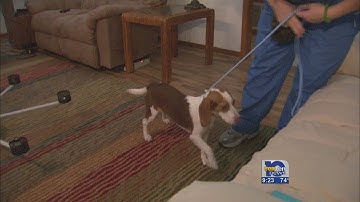 Dogs trained to find bedbugs