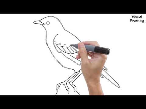 Video: How To Draw A Starling