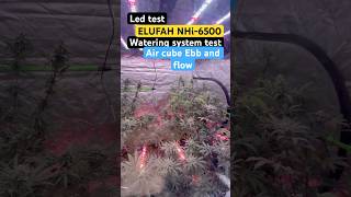 Elufah Nhi-6500 Air Cube Ebb And Flow Watering System Test - Day 41 -1212
