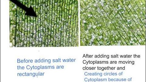 How salt water effects plant cells