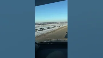 Поведение лисы в период гона