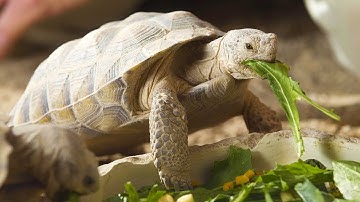 Desert Tortoise Habitat at the Springs Preserve