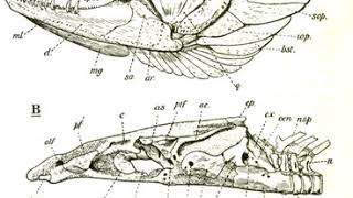 Hyomandibula | Wikipedia audio article