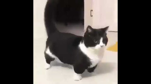 🔥 Roblox Bypassed Audios! (CHECK DESCRIPTION) 🔥