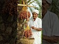 खजूर उतारने का देसी जुगाड़ 😳🌴 #ai #villagelife #youtubeshorts