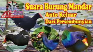 SUARA PIKAT MANDAR RAWA 2024 MP3 #suarapikat #2024