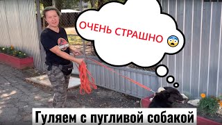 Как гулять и общаться с пугливой собакой? Отвечает кинолог