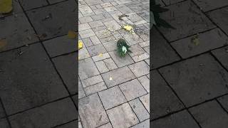 Bashing a pineapple onto the ground to get a piece of it easily