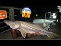 صيد اشهر سمكة  على شواطئ امريكا  فى الليل بأصغر صنارة!!🦈 Snook Catch & reales