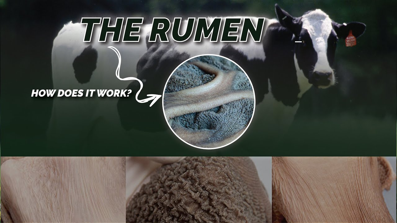 The Importance of Manipulating Rumen Development in Livestock - YouTube