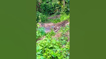 Nag nagin #viral #nagin #shorts #shortvideo #shortsfeed #ytshorts #snake #video #play #youtubeshorts