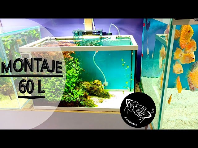 ▷ El CO2 en tu acuario plantado - Consejos y mantenimiento 🧑‍🔧 NA