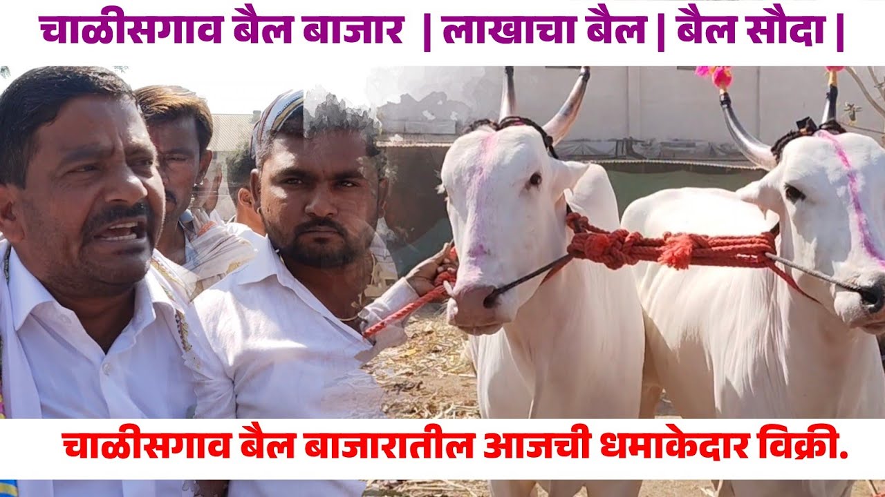 🛑Live चाळीसगाव बैल बाजारात आजची सर्वात मोठी जोडी कितीला गेली? #cow #bullmarket #bailgadasharyat 