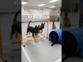German shepherd k9 puppies playground #k9 #germanshepherd #puppy #dog #fyp #trending #viral