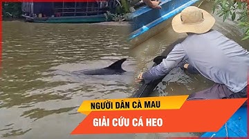 Nín thở chứng kiến khoảnh khắc người dân Cà Mau giải cứu cá heo trọng thương | Thời sự
