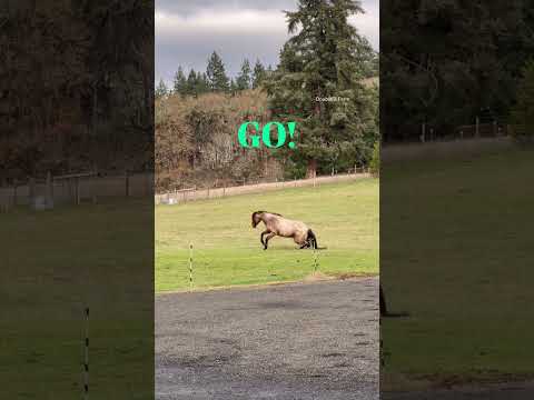 How long does it take my horse to return to the herd, part 2! #horses #farm #horsebarn #equine