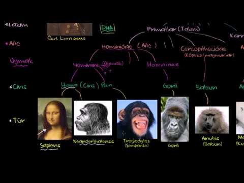 Video: Başlıca taksonomik kategoriler nelerdir?