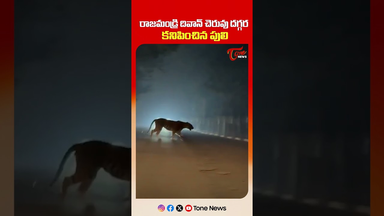 రాజమండ్రి దివాన్ చెరువు దగ్గర పులి Tiger Spotted at Diwancheruvu | Tiger Alert in Rajahmundry 