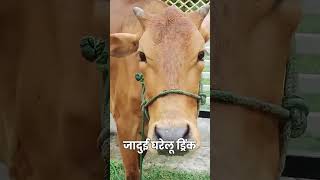 50°C गर्मी में लू लग गई? 🥵 ये घरेलू इलाज तुरंत राहत देगा! | Paashu Guide