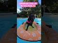 LABRADOR CHILLIN IN THE POOL ☀️#labrador #dog #dogshorts #doglife #doglove #shorts #pool #summer