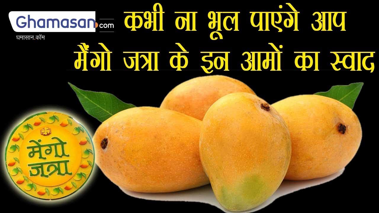 (देवगड और रत्नागिरी हापुस आम) Devgad and Ratnagiri Hapus Mangoes Best