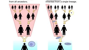 non nuclear inheritance